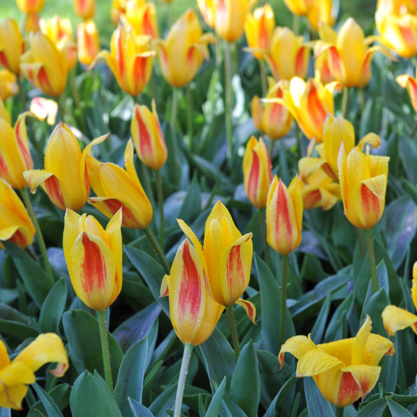 Tulip Bulbs - Giuseppe Verdi